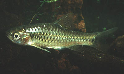 Barbus oligogrammus